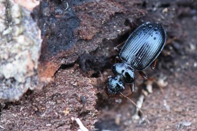 <i>Leistus fulvibarbis</i>