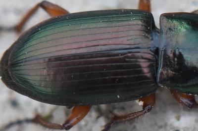 <i>Harpalus affinis</i>
