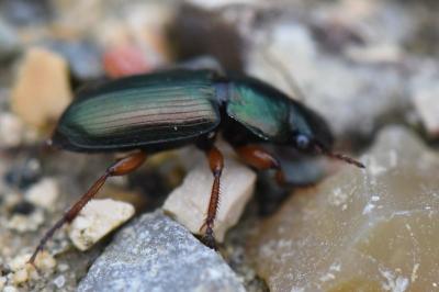 <i>Harpalus affinis</i>