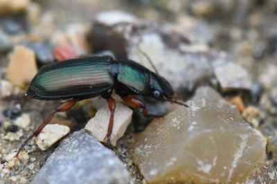 <i>Harpalus affinis</i>