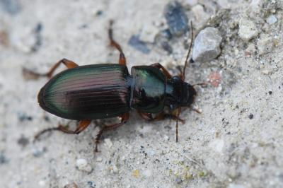 <i>Harpalus affinis</i>
