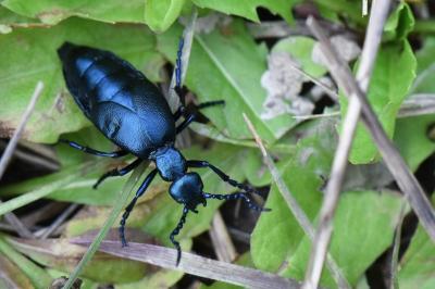 <i>Meloe violaceus</i>