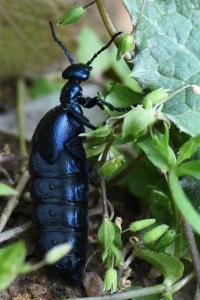<i>Meloe violaceus</i>
