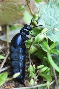 <i>Meloe violaceus</i>