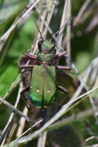 <i>Cicindela campestris</i>