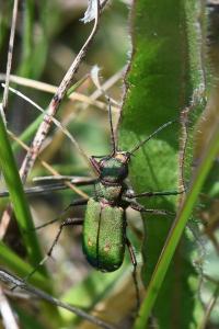 <i>Cicindela campestris</i>
