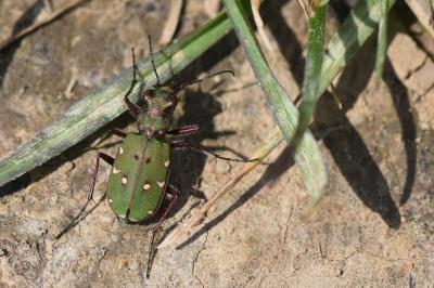 <i>Cicindela campestris</i>