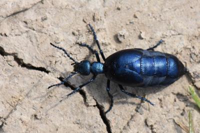 <i>Meloe violaceus</i>