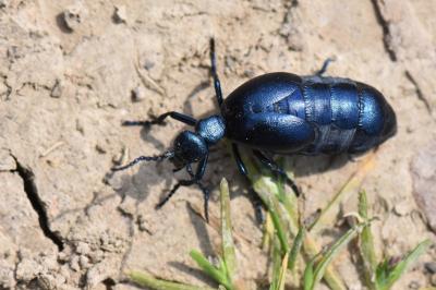 <i>Meloe violaceus</i>