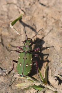 <i>Cicindela campestris</i>