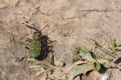 <i>Cicindela campestris</i>