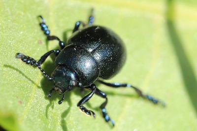 <i>Timarcha goettingensis</i>