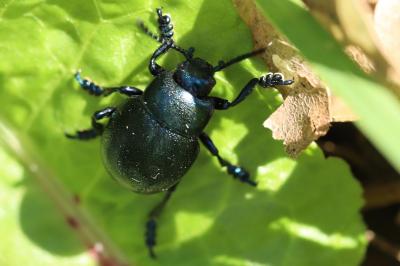 <i>Timarcha goettingensis</i>