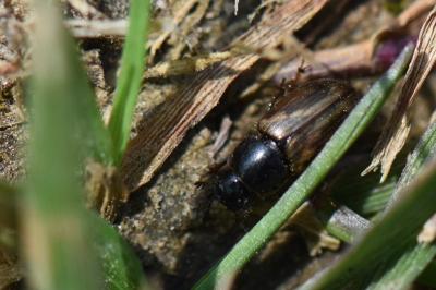 <i>Melinopterus prodromus</i>