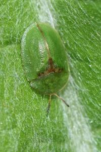 <i>Cassida</i>