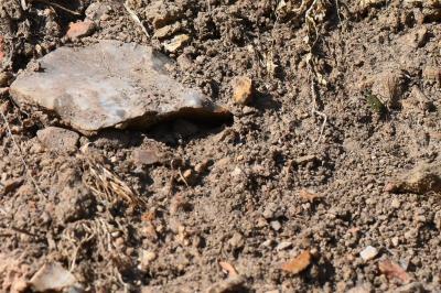 <i>Cicindela campestris</i>