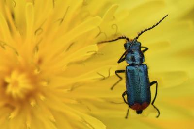 <i>Malachius bipustulatus</i>
