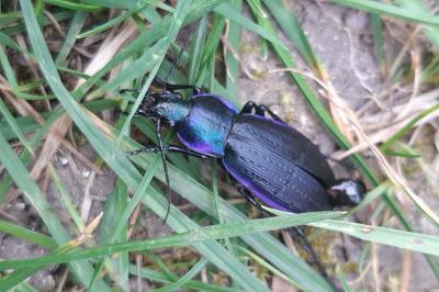 <i>Carabus monilis</i>