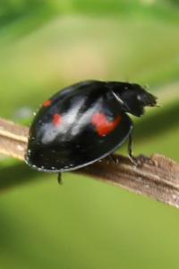 <i>Exochomus quadripustulatus</i>