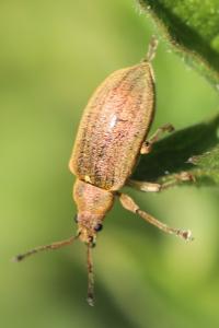 <i>Phyllobius pyri</i>