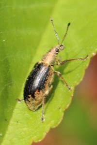 <i>Phyllobius pyri</i>