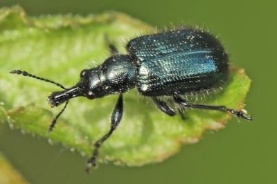 <i>Lasiorhynchites</i>