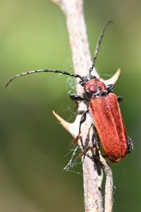 <i>Pyrrhidium sanguineum</i>