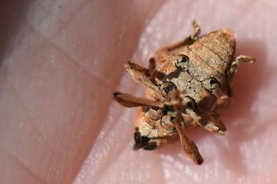 <i>Curculio venosus</i>