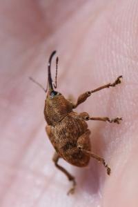 <i>Curculio venosus</i>