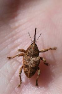 <i>Curculio venosus</i>