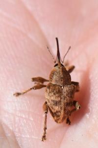 <i>Curculio venosus</i>