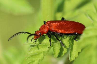 <i>Pyrochroa serraticornis</i>