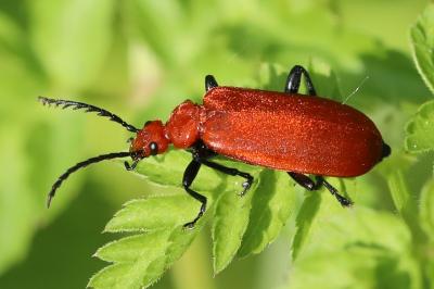 <i>Pyrochroa serraticornis</i>