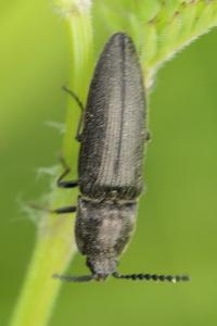 <i>Cidnopus pilosus</i>