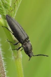 <i>Cidnopus pilosus</i>