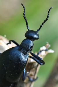 <i>Meloe violaceus</i>