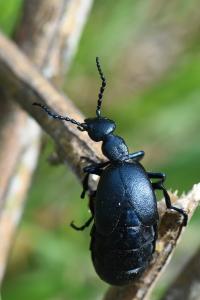Meloe violaceus