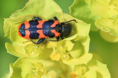 Trichodes alvearius