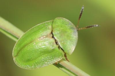 <i>Cassida</i>