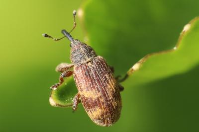 <i>Bradybatus kellneri</i>