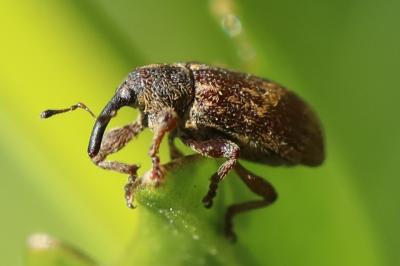 <i>Bradybatus kellneri</i>