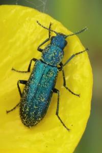 <i>Psilothrix viridicoerulea</i>
