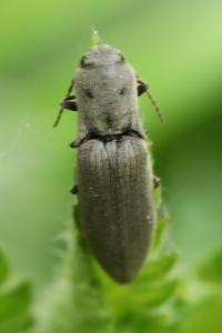 <i>Agriotes pilosellus</i>