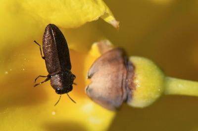 <i>Anthaxia mendizabali</i>