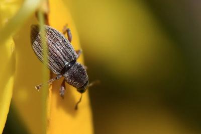 <i>Polydrusus marginatus</i>
