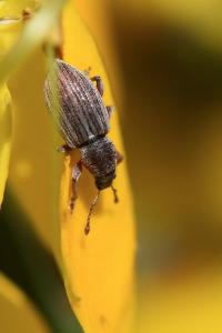 <i>Polydrusus marginatus</i>