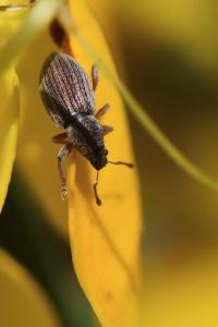 <i>Polydrusus marginatus</i>