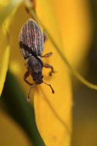 <i>Polydrusus marginatus</i>