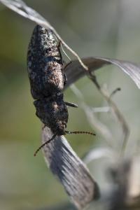 <i>Agrypnus murinus</i>