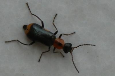 <i>Attalus minimus</i>